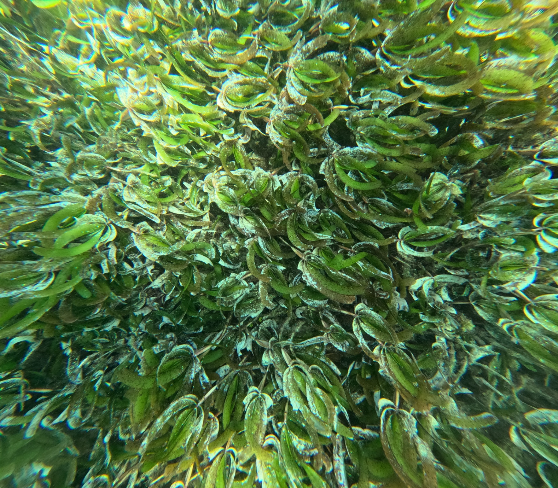 Why Tanzania's Seagrass Matters More Than Most People Realise