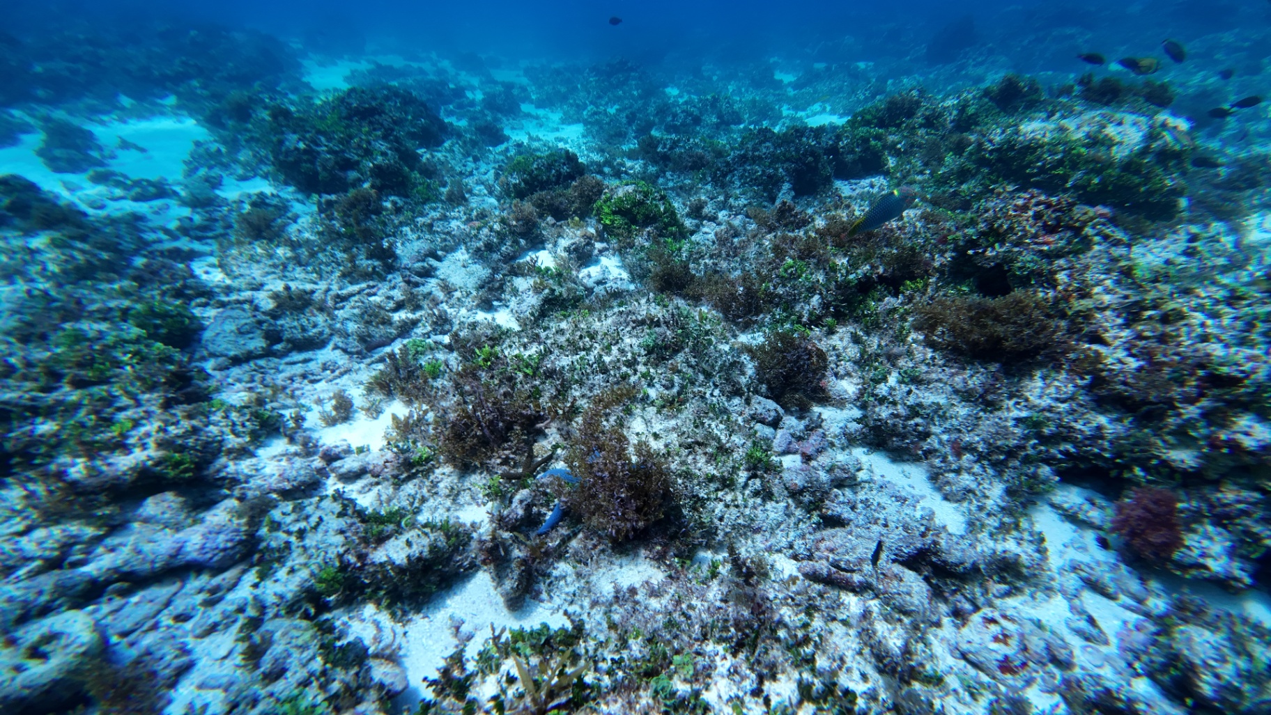What 8,893 Seabed Photographs Tell Us About Tanzania's Ocean